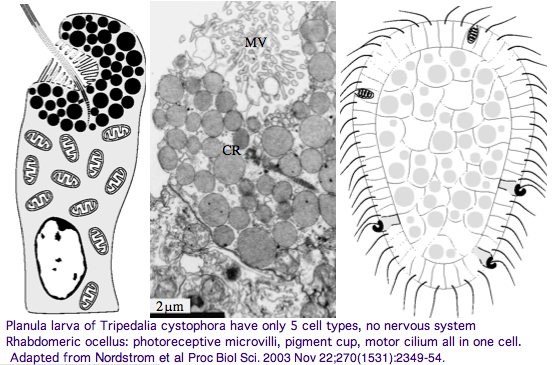 Opsin cnid larva.png