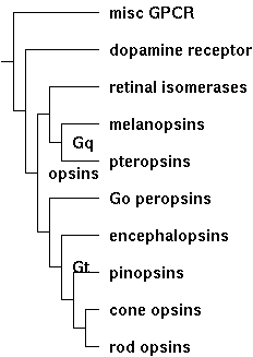 File:Opsins class tree.png