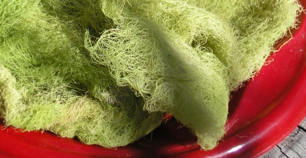 File:Algae.jpg