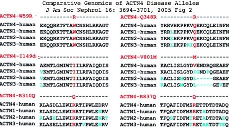 File:ACTN4 mutations.jpg