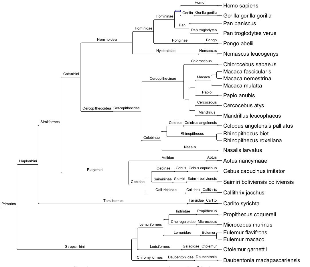Genbank phylogenetic tree