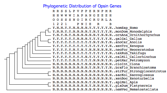 Opsin phylo.png
