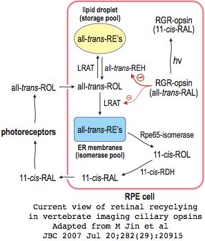 File:RPE65 cycle.jpg