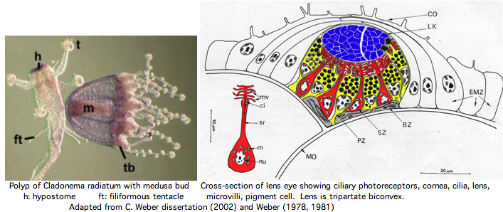 Opsin cladonema.png