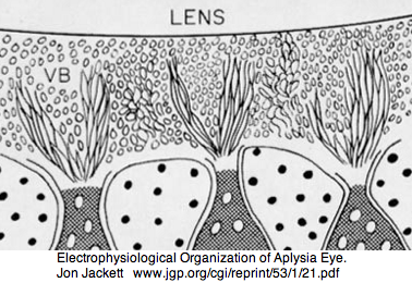 Opsin aplysia.png