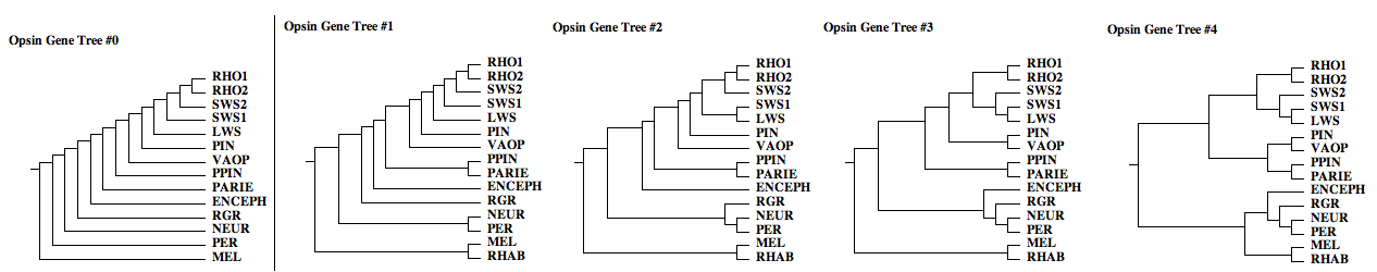 Opsin gene trees.png