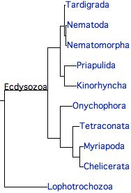Ecdysozoa.jpg