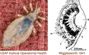 File:Opsin louse.png