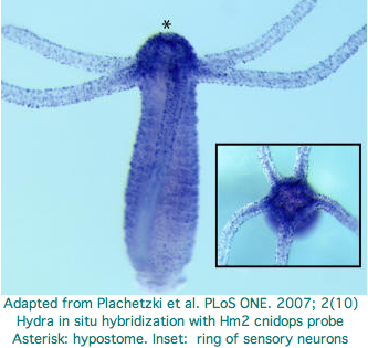 File:Opsin hydra doubtful.png
