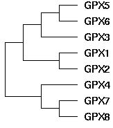 GPX geneTree.jpg
