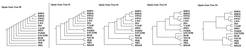 File:Opsin gene trees.png